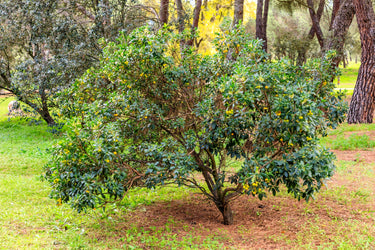 25 STRAWBERRY TREE Edible Red Berry Tree Arbutus Unedo Seeds Irish Killarney